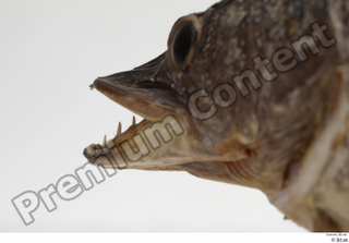 Northern pike head mouth 0003.jpg